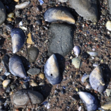 Islandhill mussels