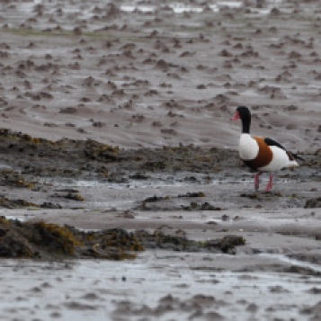 Ringcreevy goose on mud